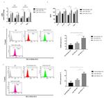 CD206 (MMR) Antibody in Flow Cytometry (Flow)