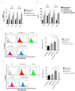 CD206 (MMR) Antibody in Flow Cytometry (Flow)