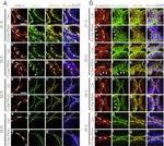 JAM-A (CD321) Antibody in Immunohistochemistry (IHC)