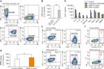 CD4 Antibody in Flow Cytometry (Flow)