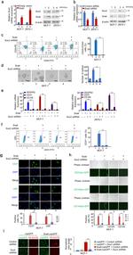 CD31 (PECAM-1) Antibody in Flow Cytometry (Flow)