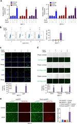 CD31 (PECAM-1) Antibody in Flow Cytometry (Flow)