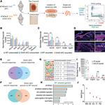 CD49f (Integrin alpha 6) Antibody in Flow Cytometry (Flow)