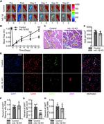 CD31 (PECAM-1) Antibody in Immunohistochemistry (IHC)