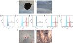 CD105 (Endoglin) Antibody in Flow Cytometry (Flow)