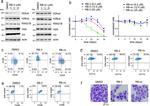 CD86 (B7-2) Antibody in Flow Cytometry (Flow)