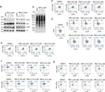 CD86 (B7-2) Antibody in Flow Cytometry (Flow)