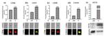 CD44 Antibody in Immunocytochemistry, Flow Cytometry (ICC/IF, Flow)