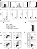 ROR gamma (t) Antibody in Western Blot, Flow Cytometry (WB, Flow)