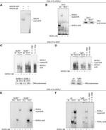 ROR gamma (t) Antibody in Western Blot, Gel Shift (WB, GS)