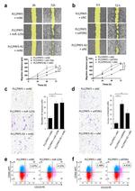 CD44 Antibody in Flow Cytometry (Flow)