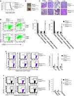 CD44 Antibody in Flow Cytometry (Flow)