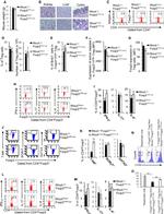 Gata-3 Antibody in Flow Cytometry (Flow)