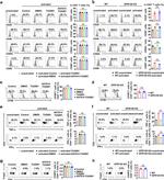 CD44 Antibody in Flow Cytometry (Flow)