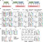 CD69 Antibody in Flow Cytometry (Flow)