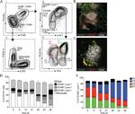 LYVE1 Antibody in Flow Cytometry (Flow)