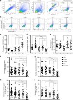 CD206 (MMR) Antibody in Flow Cytometry (Flow)