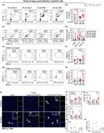 CD45 Antibody in Flow Cytometry (Flow)