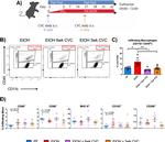 CD45 Antibody in Flow Cytometry (Flow)