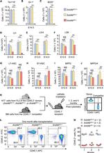 CD45.2 Antibody in Flow Cytometry (Flow)