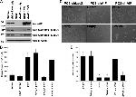 NDUFA9 Antibody in Western Blot (WB)