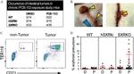 CD71 (Transferrin Receptor) Antibody in Flow Cytometry (Flow)