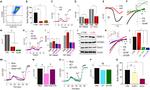 CD11b Antibody in Flow Cytometry (Flow)