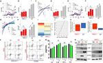 CD80 (B7-1) Antibody in Flow Cytometry (Flow)