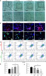 CD86 (B7-2) Antibody in Flow Cytometry (Flow)