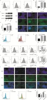 CD86 (B7-2) Antibody in Flow Cytometry (Flow)