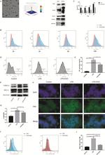 CD86 (B7-2) Antibody in Flow Cytometry (Flow)