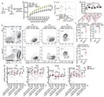 CD103 (Integrin alpha E) Antibody in Flow Cytometry (Flow)