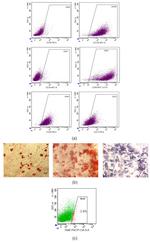 CD105 (Endoglin) Antibody in Flow Cytometry (Flow)