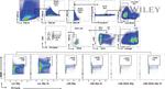 CD117 (c-Kit) Antibody in Flow Cytometry (Flow)