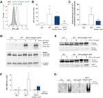 PSMB8 Antibody in Western Blot (WB)