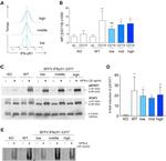 CD119 (IFN gamma Receptor 1) Antibody in Flow Cytometry (Flow)