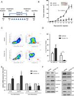 CD206 (MMR) Antibody in Flow Cytometry (Flow)