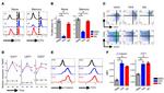 beta Catenin Antibody in Flow Cytometry (Flow)