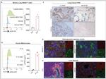 CD87 (UPAR) Antibody in Flow Cytometry (Flow)