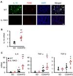 F4/80 Antibody in Immunohistochemistry (IHC)