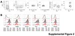 EOMES Antibody in Flow Cytometry (Flow)