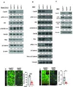 EOMES Antibody in Immunocytochemistry, Immunohistochemistry (ICC/IF, IHC)