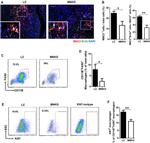 Galectin 3 Antibody in Immunohistochemistry (IHC)