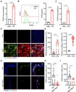 Podoplanin Antibody in Immunocytochemistry, Immunohistochemistry (PFA fixed), Flow Cytometry (ICC/IF, IHC (PFA), Flow)