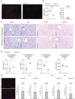 Gata-4 Antibody in Immunohistochemistry, Immunohistochemistry (PFA fixed) (IHC, IHC (PFA))