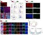 Ki-67 Antibody in Immunocytochemistry (ICC/IF)