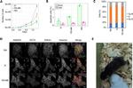 Nanog Antibody in Immunocytochemistry (ICC/IF)