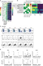 EGR2 Antibody in Flow Cytometry (Flow)