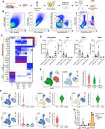 CD326 (EpCAM) Antibody in Flow Cytometry (Flow)