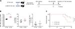 NK1.1 Antibody in Flow Cytometry (Flow)